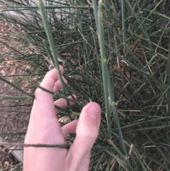 Spartium junceum at Curtin, ACT - 2 May 2021 05:26 PM