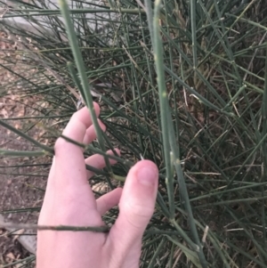 Spartium junceum at Curtin, ACT - 2 May 2021 05:26 PM