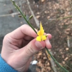 Spartium junceum at Curtin, ACT - 2 May 2021 05:26 PM