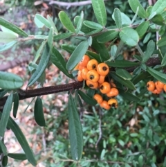 Pyracantha angustifolia (Firethorn, Orange Firethorn) at Phillip, ACT - 4 May 2021 by Tapirlord