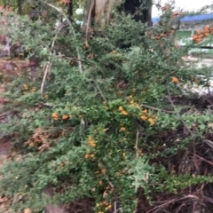 Pyracantha angustifolia at Phillip, ACT - 4 May 2021