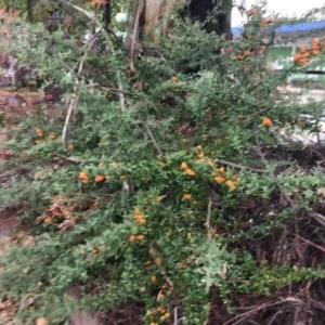 Pyracantha angustifolia at Phillip, ACT - 4 May 2021 03:49 PM