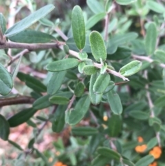 Pyracantha angustifolia at Phillip, ACT - 4 May 2021