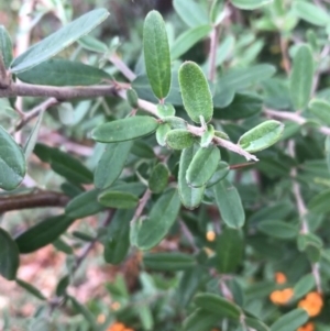 Pyracantha angustifolia at Phillip, ACT - 4 May 2021 03:49 PM