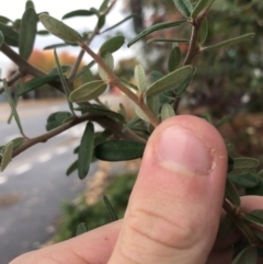 Pyracantha angustifolia at Phillip, ACT - 4 May 2021 03:49 PM