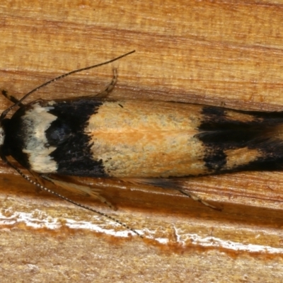 Cosmopterigidae (family) undescribed species (a cosmet moth) at Ainslie, ACT - 21 Dec 2019 by jb2602