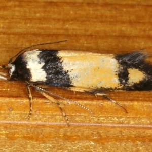 Cosmopterigidae (family) undescribed species at Ainslie, ACT - 21 Dec 2019 08:30 AM