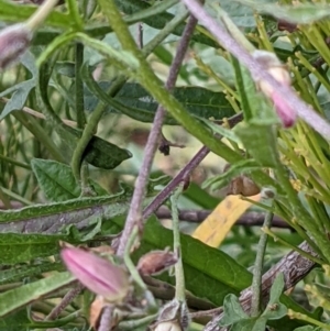 Convolvulus angustissimus subsp. angustissimus at Watson, ACT - 10 May 2021