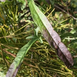 Convolvulus angustissimus subsp. angustissimus at Watson, ACT - 10 May 2021