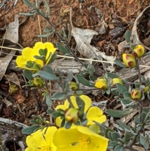 Hibbertia obtusifolia at Watson, ACT - 10 May 2021