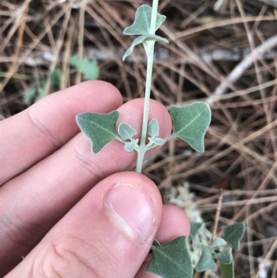 Einadia trigonos (Fishweed) at Phillip, ACT - 5 May 2021 by Tapirlord