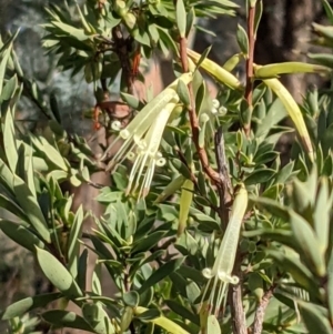 Styphelia triflora at Watson, ACT - 10 May 2021