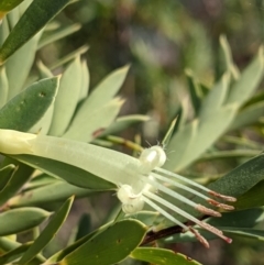 Styphelia triflora at Watson, ACT - 10 May 2021