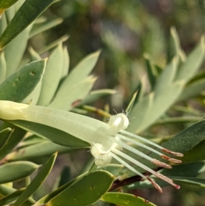 Styphelia triflora at Watson, ACT - 10 May 2021