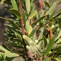 Styphelia triflora at Watson, ACT - 10 May 2021