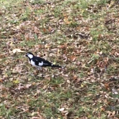 Grallina cyanoleuca (Magpie-lark) at Phillip, ACT - 5 May 2021 by Tapirlord