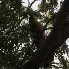 Alisterus scapularis at Phillip, ACT - 5 May 2021