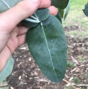 Eucalyptus globulus subsp. bicostata at Phillip, ACT - 5 May 2021