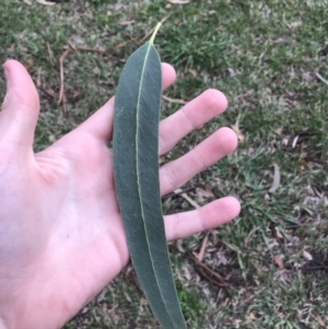 Eucalyptus globulus subsp. bicostata at Phillip, ACT - 5 May 2021