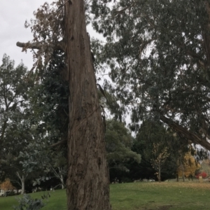 Eucalyptus globulus subsp. bicostata at Phillip, ACT - 5 May 2021