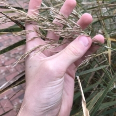 Phragmites australis (Common Reed) at Phillip, ACT - 5 May 2021 by Tapirlord