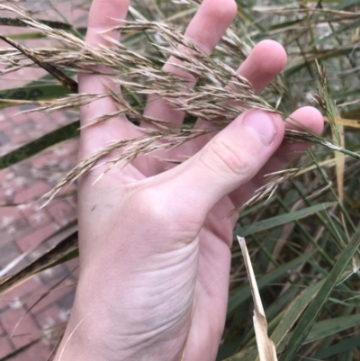 Phragmites australis (Common Reed) at Phillip, ACT - 5 May 2021 by Tapirlord