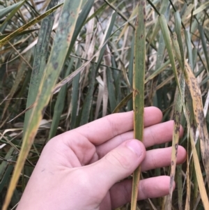 Phragmites australis at Phillip, ACT - 5 May 2021 03:55 PM