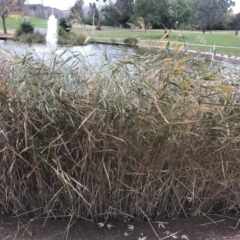 Phragmites australis at Phillip, ACT - 5 May 2021 03:55 PM