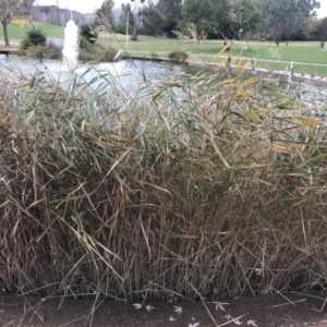 Phragmites australis at Phillip, ACT - 5 May 2021