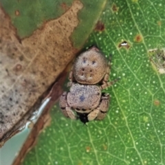 Simaethula sp. (genus) (A jumping spider) at Mount Painter - 7 May 2021 by CathB