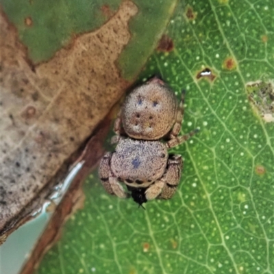 Simaethula sp. (genus) (A jumping spider) at Cook, ACT - 7 May 2021 by CathB