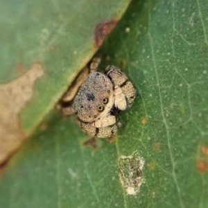 Simaethula sp. (genus) at Cook, ACT - 7 May 2021