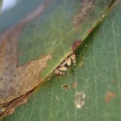 Simaethula sp. (genus) at Cook, ACT - 7 May 2021