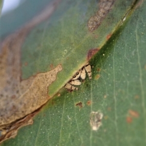 Simaethula sp. (genus) at Cook, ACT - 7 May 2021