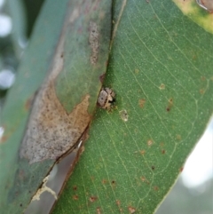 Simaethula sp. (genus) at Cook, ACT - 7 May 2021