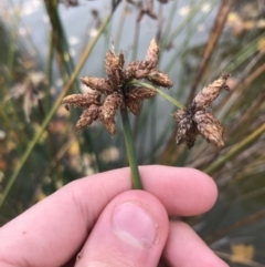 Schoenoplectus tabernaemontani (River Club-rush) at Phillip, ACT - 5 May 2021 by Tapirlord