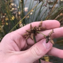 Schoenoplectus tabernaemontani at Phillip, ACT - 5 May 2021 03:56 PM