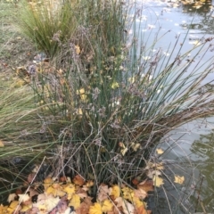 Schoenoplectus tabernaemontani at Phillip, ACT - 5 May 2021 03:56 PM