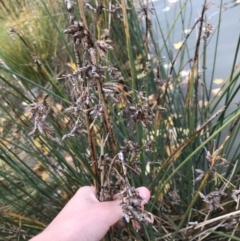 Schoenoplectus tabernaemontani at Phillip, ACT - 5 May 2021 03:56 PM