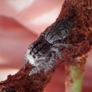 Cytaea severa at Cook, ACT - 8 May 2021