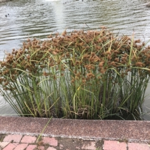 Cyperus exaltatus at Phillip, ACT - 5 May 2021