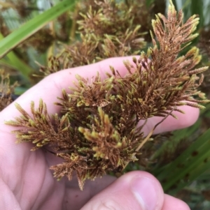 Cyperus exaltatus at Phillip, ACT - 5 May 2021