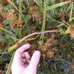 Cyperus exaltatus at Phillip, ACT - 5 May 2021