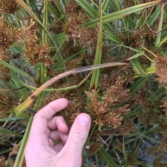 Cyperus exaltatus at Phillip, ACT - 5 May 2021