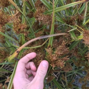 Cyperus exaltatus at Phillip, ACT - 5 May 2021