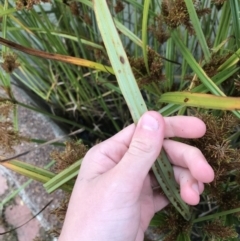 Cyperus exaltatus at Phillip, ACT - 5 May 2021