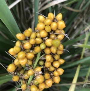 Lomandra longifolia at Phillip, ACT - 5 May 2021