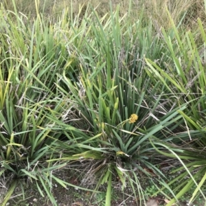 Lomandra longifolia at Phillip, ACT - 5 May 2021