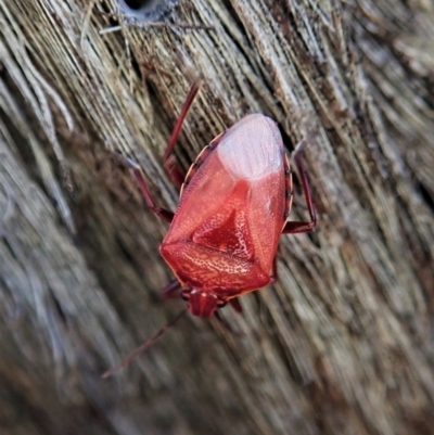 Pentatomidae (family) (Shield or Stink bug) at Point 4152 - 1 May 2021 by CathB