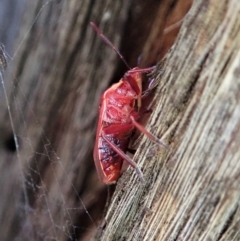 Pentatomidae (family) at Holt, ACT - 1 May 2021 04:27 PM